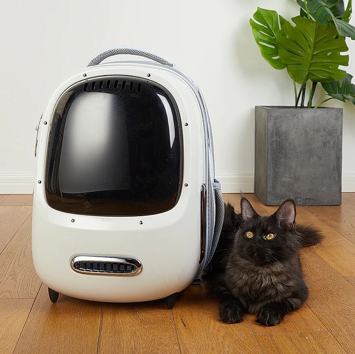 Cat carrier next top day delivery