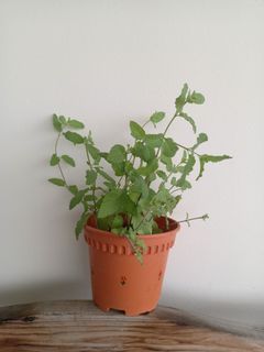 Strawberry mint