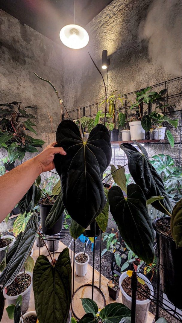 bonsai shop deutschland Bonsai Anzuchtset kaufen ➤ Handmade & Plastikfrei main image 1