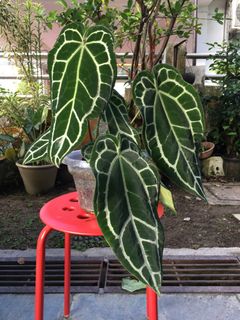 (Category: ) located in . Submitted by dh.plants (Listing ID 1220667514, Image 1). Description: .