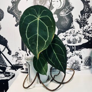 Anthurium Forgetii Dark Form (13Mar)