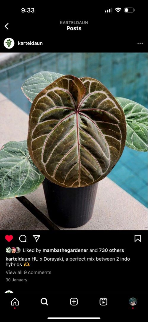 anthurium online Anthurium California Pink main image 1
