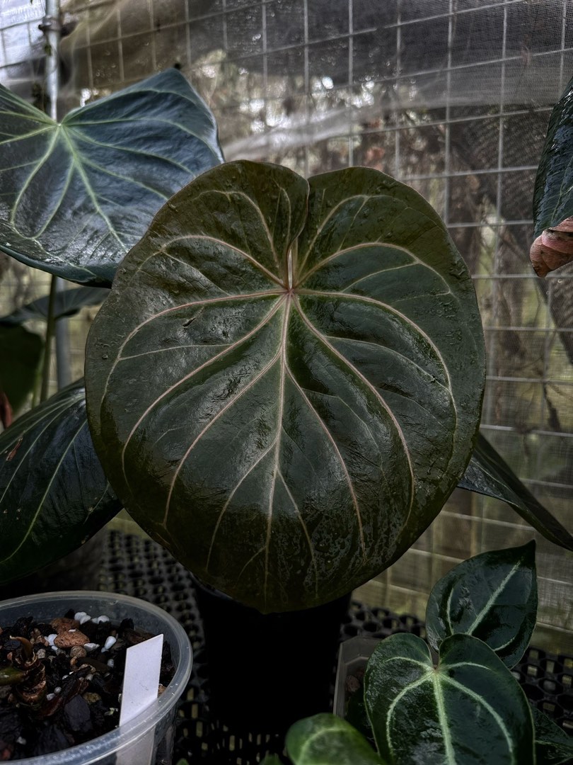 Anthurium king of spades, Furniture & Home Living, Gardening