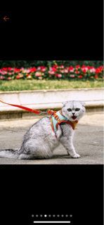 Cat harness