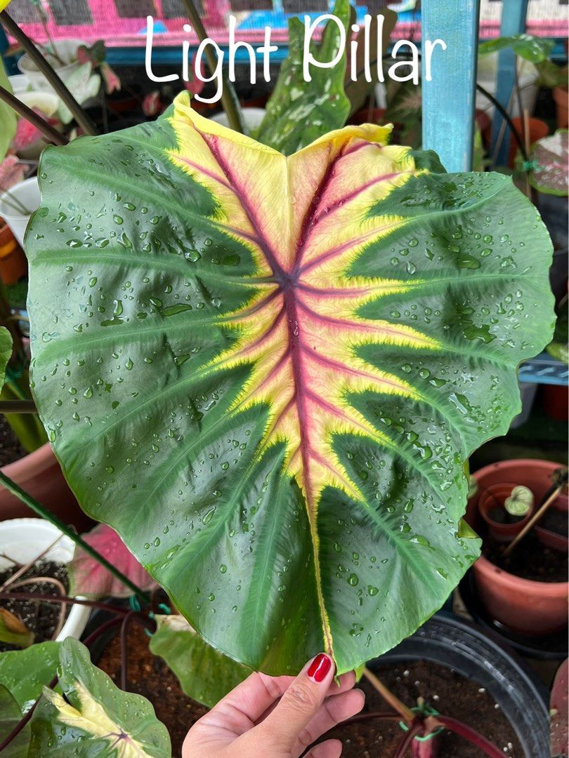 コロカシア ピンクラーバー　colocasia Light Pillar Colocasia Light Pillar Species RARE New HB Elephant Ear Free