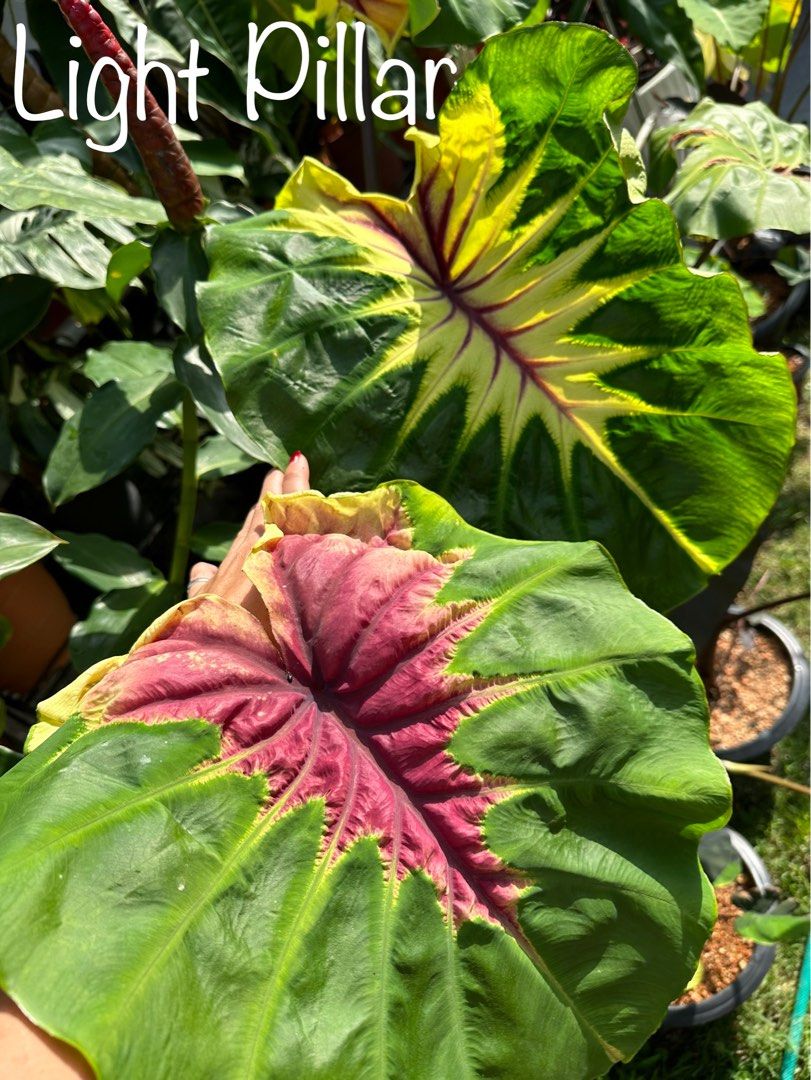 Colocasia Light Pillar, Furniture & Home Living, Gardening