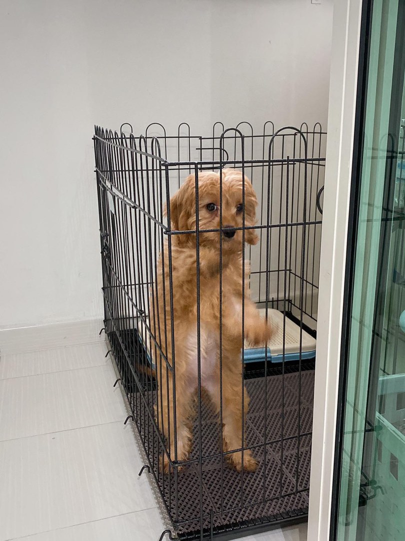 Dog cage for sale Pet Supplies Homes Other Pet Accessories on