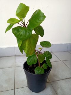 (Category: ) located in . Submitted by ramesh.n (Listing ID 1220596500, Image 1). Description: .