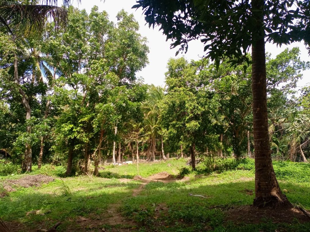 Farm lot for sale with fruits bearing near Tagaytay, Property, For Sale