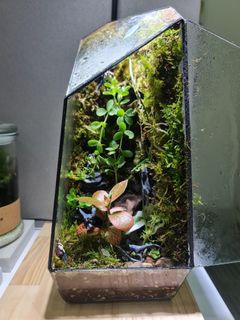(Category: ) located in . Submitted by aikhuat1951 (Listing ID 1219293314, Image 1). Description: .