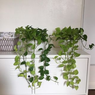 Jade and Neon Pothos in 1 pot