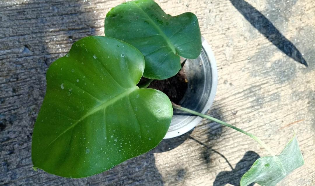 Monstera Deliciosa LOCAL (Category: Plants & Seeds) located in Bacoor. Submitted by boldwind.9da539 (Listing ID 1220556681, Image 2). Description: **Palugi sale** LOCALLY GROWN. NOT TC. NOT IMPORT. Loc: Camella Springville Heights Molino Bacoor Cavite Other Lalamove pick up locations (by schedule) - BGC - Palmera Homes Taytay Rizal MOP: Gcash | online bank transfer (Security Bank or BPI) 👉Pass sa barat👈 👉Pass sa barat👈.