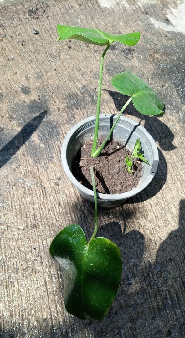Monstera Deliciosa LOCAL (Category: Plants & Seeds) located in Bacoor. Submitted by boldwind.9da539 (Listing ID 1220556681, Image 3). Description: **Palugi sale** LOCALLY GROWN. NOT TC. NOT IMPORT. Loc: Camella Springville Heights Molino Bacoor Cavite Other Lalamove pick up locations (by schedule) - BGC - Palmera Homes Taytay Rizal MOP: Gcash | online bank transfer (Security Bank or BPI) 👉Pass sa barat👈 👉Pass sa barat👈.