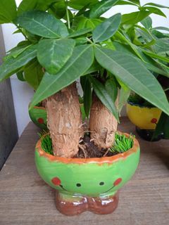 Pachira Aquatica with smile ceremic pot  馬拉把栗連哈哈笑花盆