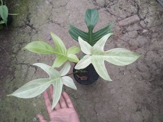 (Category: ) located in . Submitted by hendroprayogobegonia (Listing ID 1220609729, Image 1). Description: .