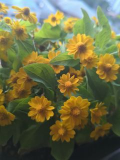 (Category: ) located in . Submitted by saraplants (Listing ID 1220662853, Image 1). Description: .