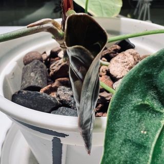 Anthurium Fogetii (blotchy)