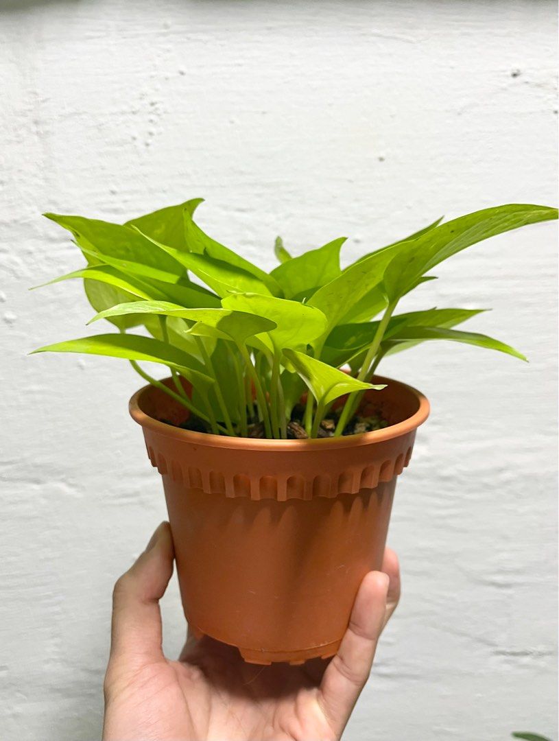 Epipremnum aureum neon, Furniture & Home Living, Gardening, Plants ...