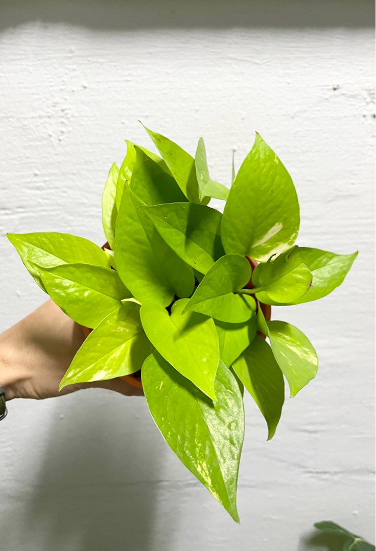Epipremnum aureum neon, Furniture & Home Living, Gardening, Plants ...