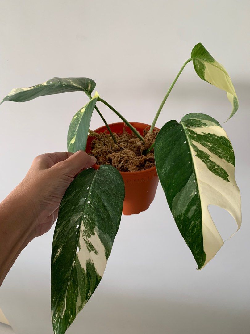 Epipremnum Pinnatum Albo Variegata, Furniture & Home Living, Gardening ...