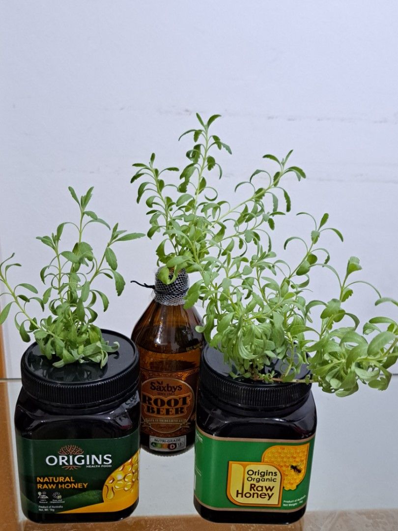 Lavender in hydroponics, Furniture & Home Living, Gardening, Plants