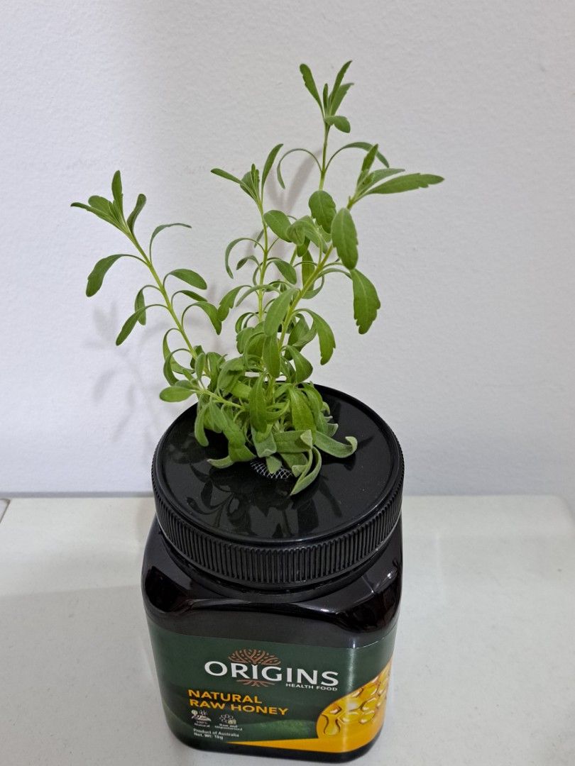 Lavender in hydroponics, Furniture & Home Living, Gardening, Plants