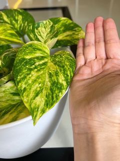 Money plant ( jumbo golden pothos)