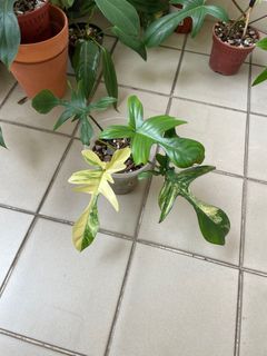 Philodendron Florida beauty