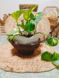 Rattan wicker plant pot holder