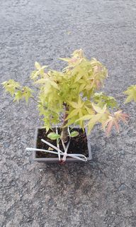 (Category: ) located in . Submitted by urban.cultivar (Listing ID 1220863735, Image 1). Description: .