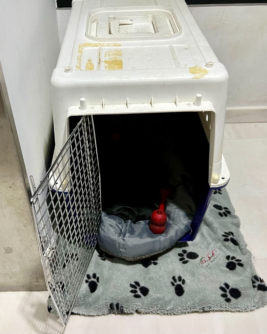 Pp40 dog cheap crate
