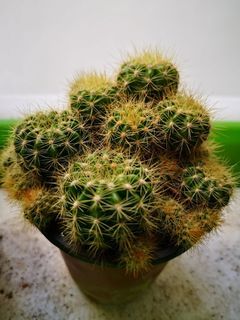 Flowering cactus $3 per pot会开花的仙人球