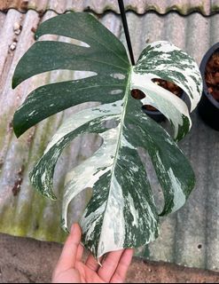 (Category: ) located in . Submitted by nepnepexotic (Listing ID 1221079486, Image 1). Description: .