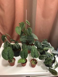(Category: ) located in . Submitted by my2sg (Listing ID 1220906623, Image 1). Description: .