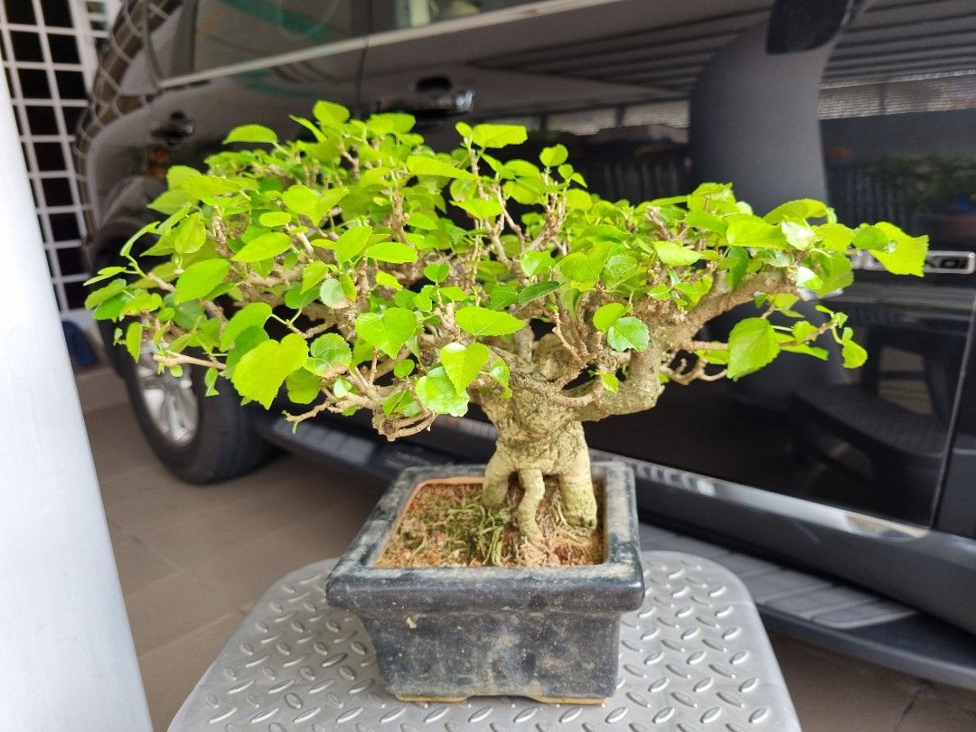 Taiwanese Sea Hibiscus (Hibiscus tiliaceus ()bonsai, Furniture & Home  Living, Gardening, Plants & Seeds on Carousell