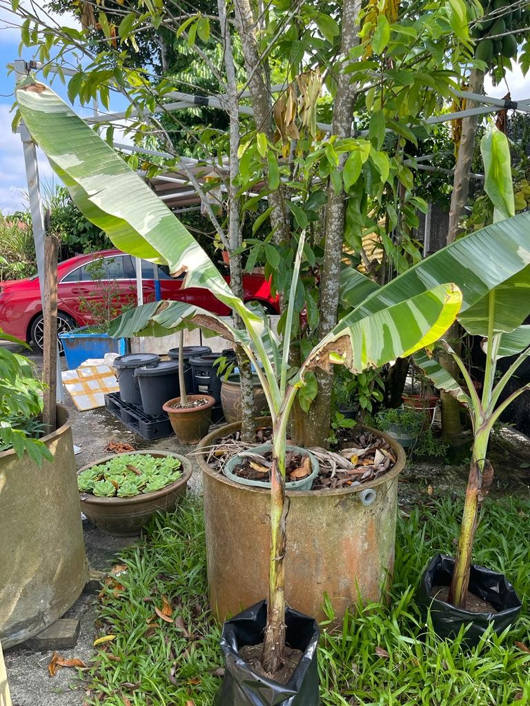 Variegated banana, Furniture & Home Living, Gardening, Plants & Seeds ...