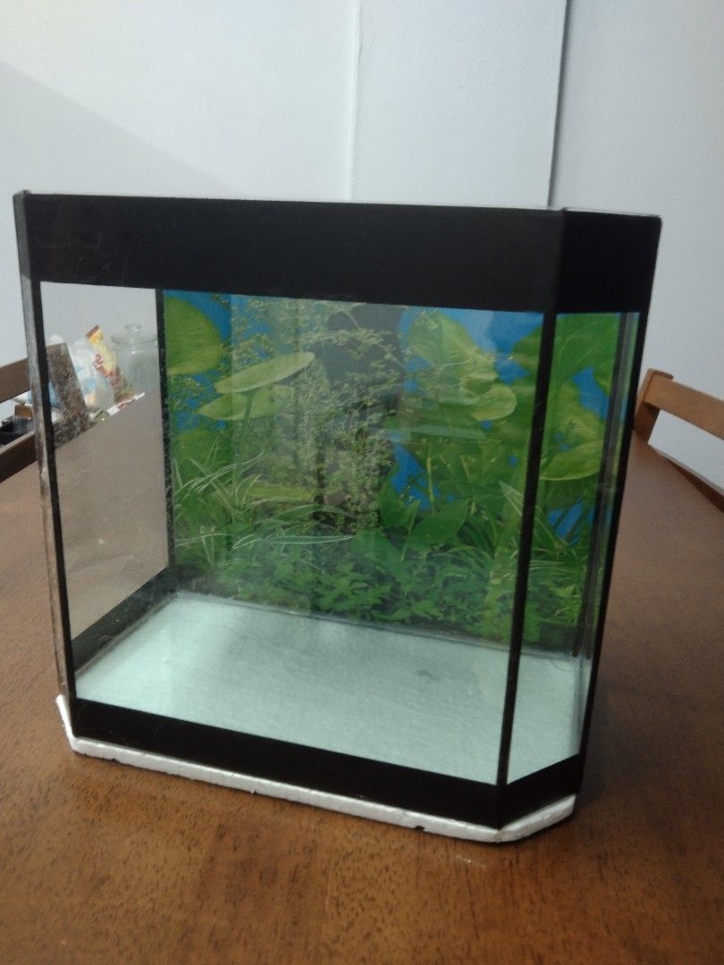 Aquarium, Furniture & Home Living, Home Decor, Other Home Decor on ...