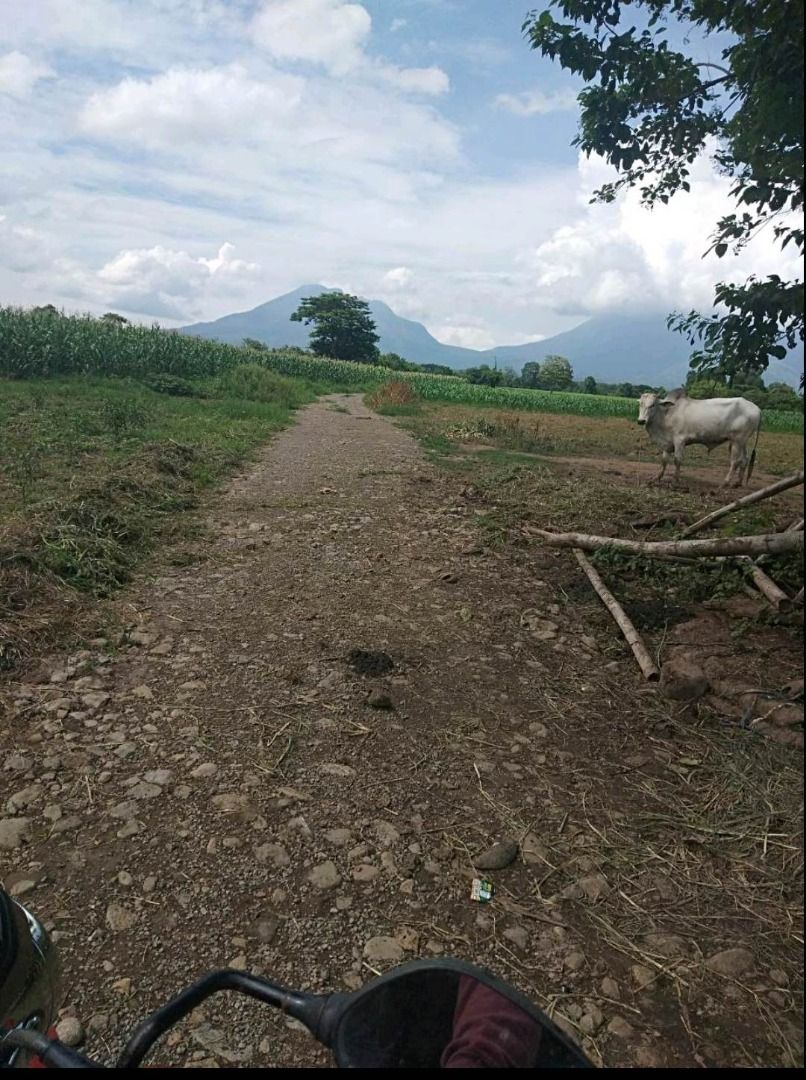 Farm Land for Sale in Cabatang Tiaong Quezon (66,906 sqm), Property
