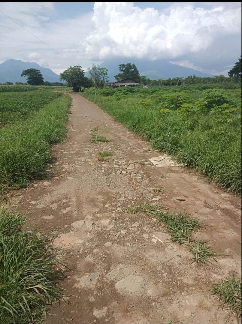 Farm Land for Sale in Cabatang Tiaong Quezon (66,906 sqm), Property