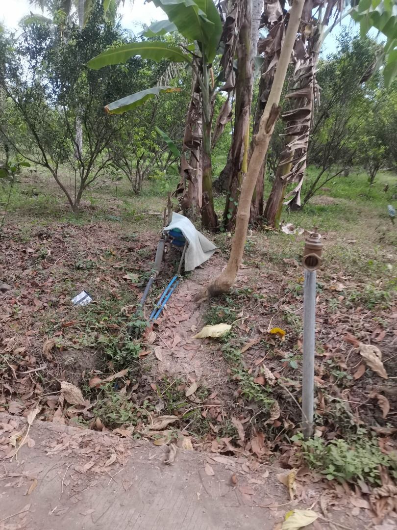 Farm Land for Sale in Cabatang Tiaong Quezon (66,906 sqm), Property