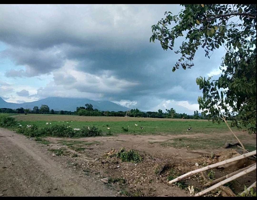 Farm Land for Sale in Cabatang Tiaong Quezon (66,906 sqm), Property