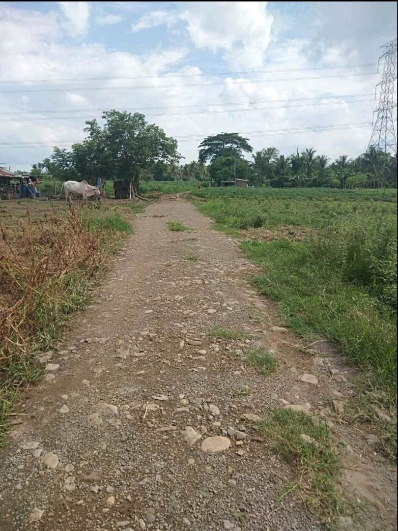Farm Land for Sale in Cabatang Tiaong Quezon (66,906 sqm), Property