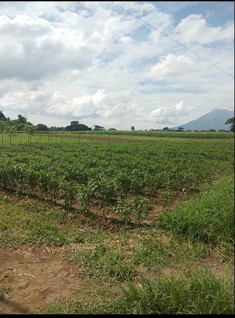 Farm Land for Sale in Cabatang Tiaong Quezon (66,906 sqm), Property