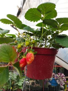 Hanging Strawberry Plant
