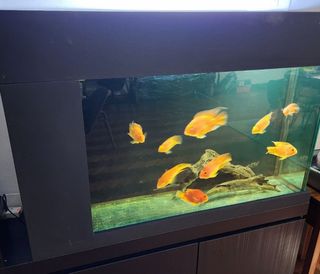 (Category: ) located in . Submitted by miao369 (Listing ID 1221147824, Image 1). Description: .