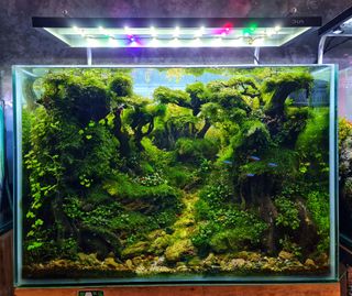 (Category: ) located in . Submitted by miniworlds (Listing ID 1221218890, Image 1). Description: .