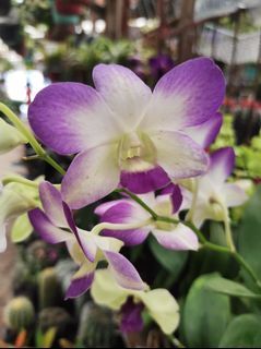 Orchids/ Dendro (Colors Vary)