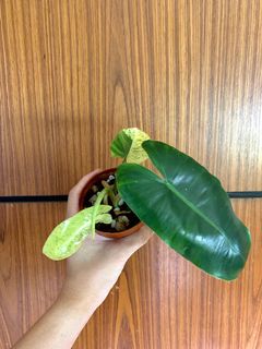 (Category: ) located in . Submitted by foliageandfins (Listing ID 1221234888, Image 1). Description: .