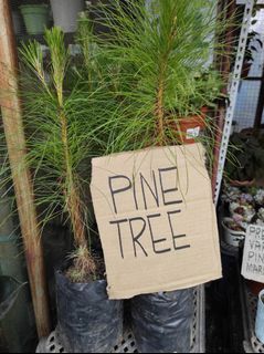 Pine Trees