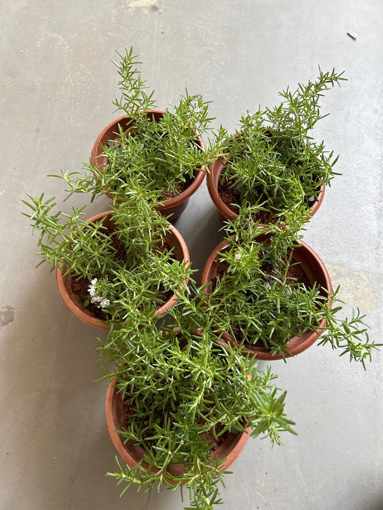 Rosemary trailing (Locally grown) herbs plant 9 each, Furniture & Home Living, Gardening